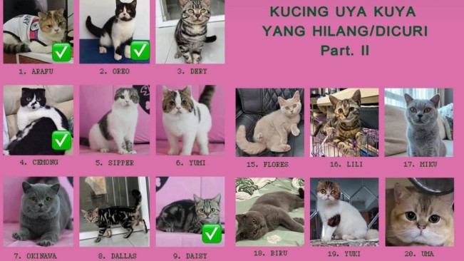 Kucing Uya Kuya yang Hilang (instagram)